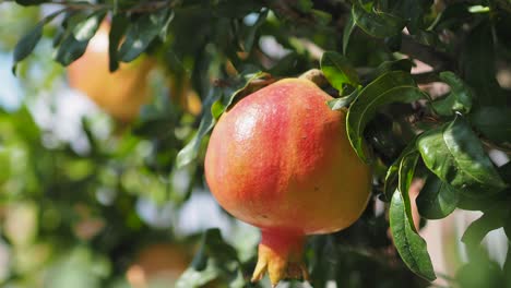 wild pomegranate on a tree, home garden, pomegranate tree at sunshine day