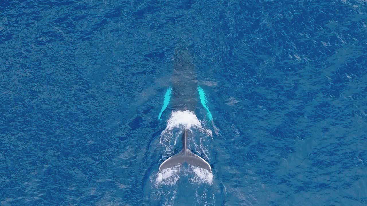 Top down aerial tracking shot of Humpback Whale swimming and taking a breath