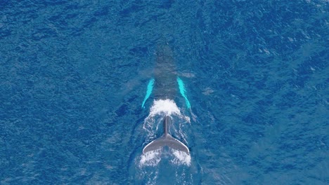 top down aerial tracking shot of humpback whale swimming and taking a breath