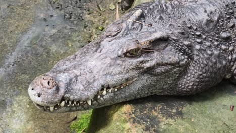 cabeza de cocodrilo de cerca
