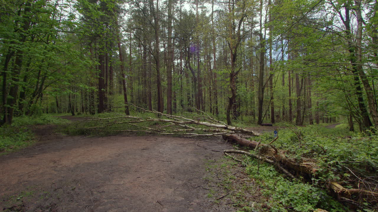 노팅엄셔의 숲에서 은색 버드 나무와 버드 나무가 있는 숲 길을 가로질러 떨어지는 은색 베드 나무의 추가적인 넓은