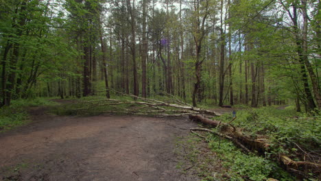 extra-wide-shot-of-silver-Birch-trees-fallen-over-a-forest-path-with-silver-Birch-trees-and-brambles-in-a-forest-in-Nottinghamshire