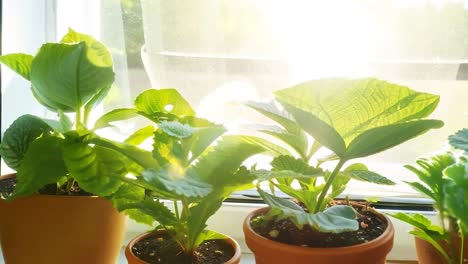 beautiful green plants in pots on a windowsill