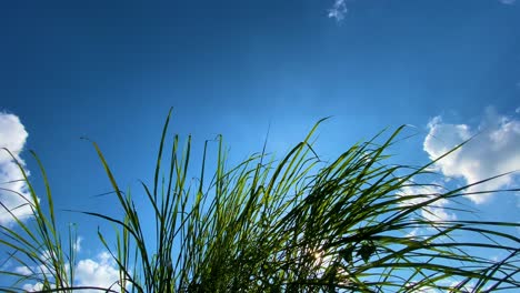 Arbusto-De-Hierba-Verde-Y-Cielo-Azul-Vibrante,-Vista-Desde-Abajo