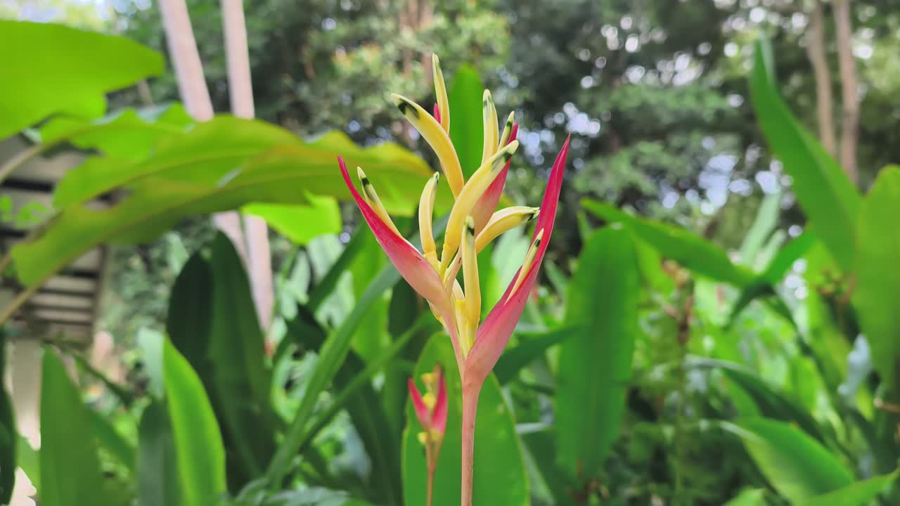 Fiori di heliconia vivaci sbocciano su una pianta coltivata. Questa specie tropicale presenta brattee cerose uniche. Prospera magnificamente in un ambiente lussureggiante e verdeggiante.