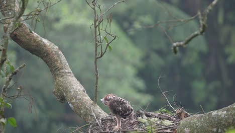 a-wild-javan-hawk-eagle-chick-with-feathers-starting-to-turn-brown-is-in-the-nest