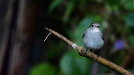 Taiga-Flycatcher,-Female,