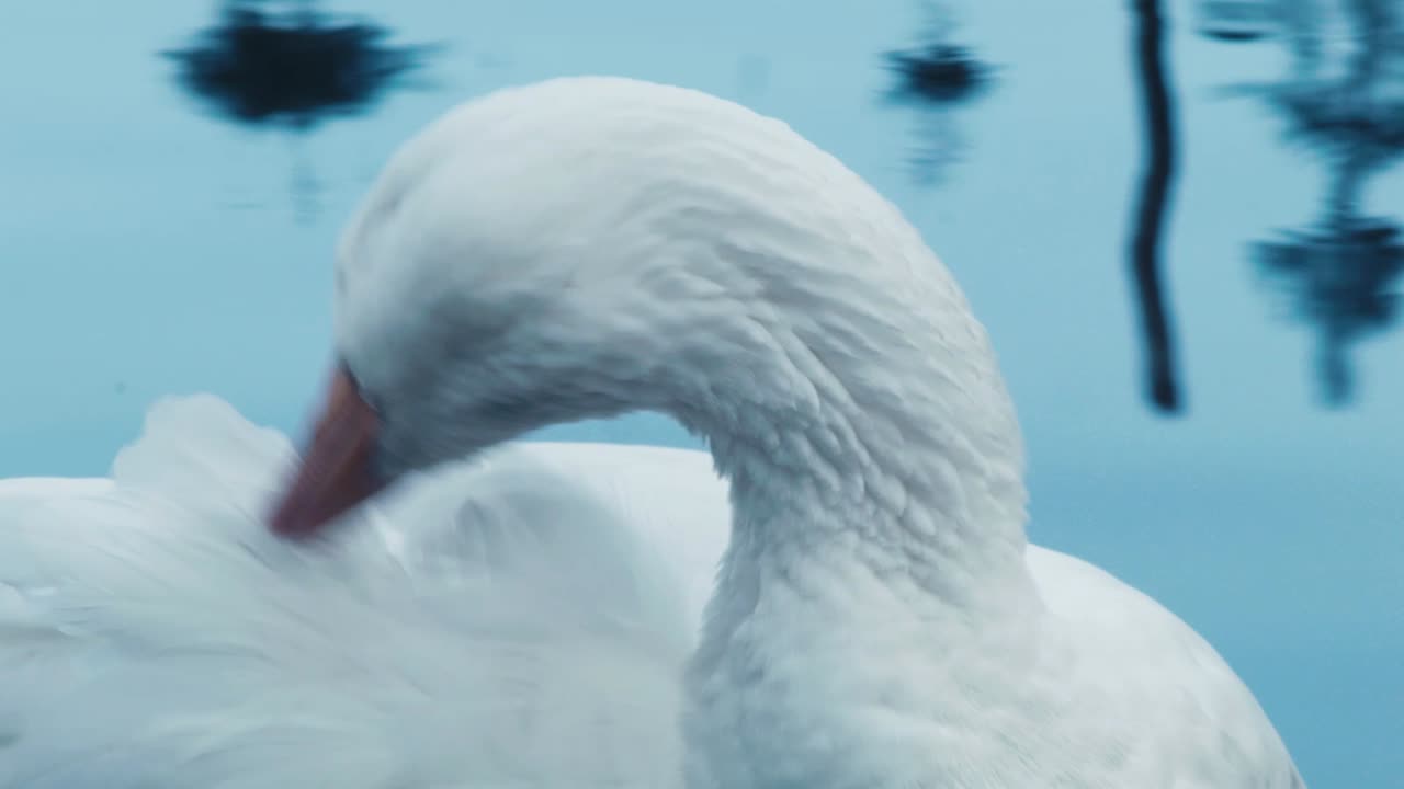 거위가 강가에서 가지치기를 하고 있다