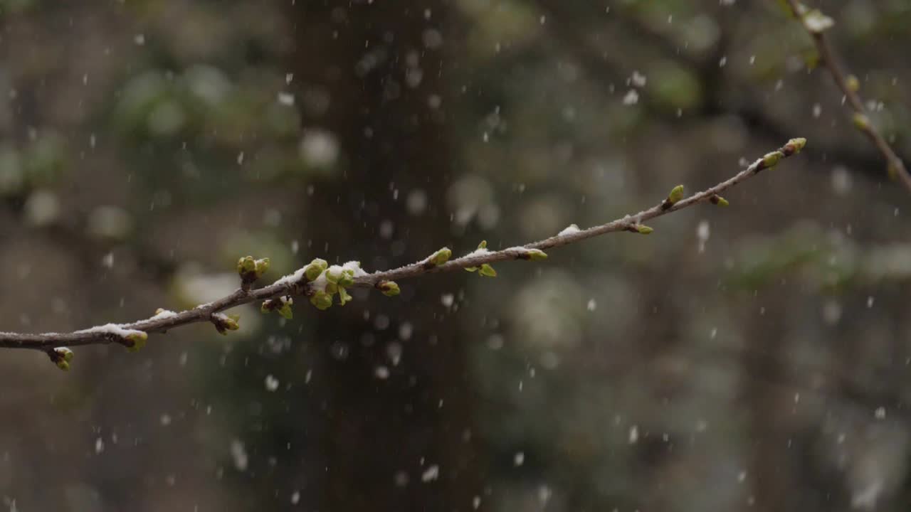en gren af et spirende kirsebærtræ, mens det sner i marts - 180fps slow motion