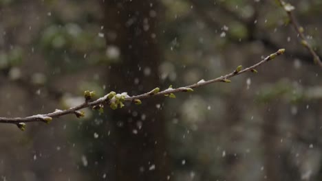 Rama-De-Un-Cerezo-En-Ciernes-Mientras-Nieva-En-Marzo---Cámara-Lenta-De-180fps