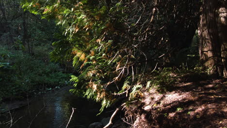 Ein-Blick-Auf-Den-Waldfluss,-Der-Ruhig-Unter-Dem-Dichten-Laub-Fließt