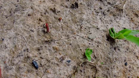 Siguiendo-Un-Ciempiés-Artrópodos-Depredadores-Pertenecientes-A-La-Clase-Chilopoda-Del-Subfilo-Myriapoda