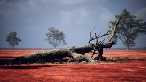 grandes árboles de acacia en las llanuras abiertas de la sabana de namibia