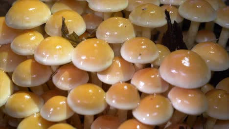 grupo de setas húmedas y brillantes en el bosque