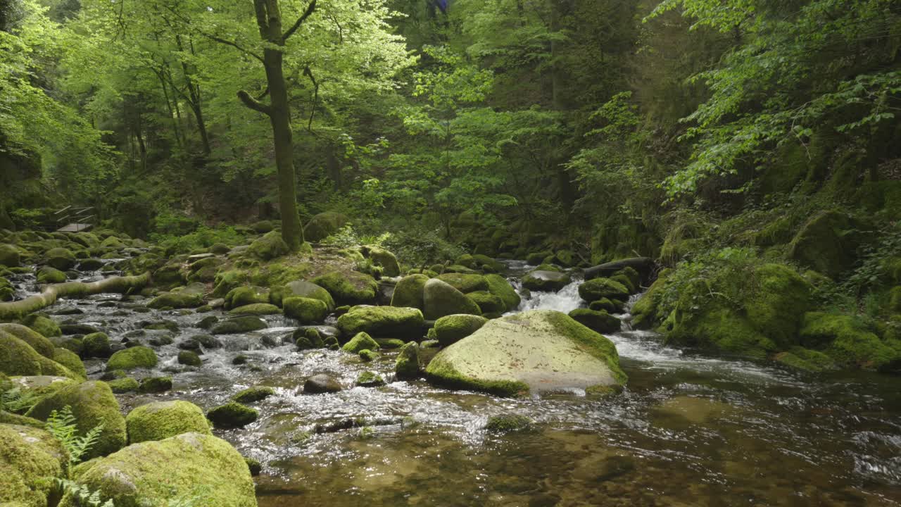Smukt syn af vandløb, der strømmer i fredelig skov, slowmotion