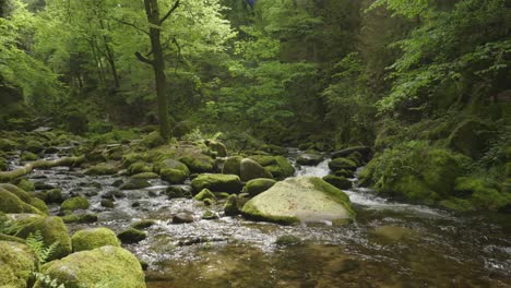 Wunderschöne-Szene-Mit-Flusswasser,-Das-In-Einem-Friedlichen-Wald-Fließt,-Zeitlupe