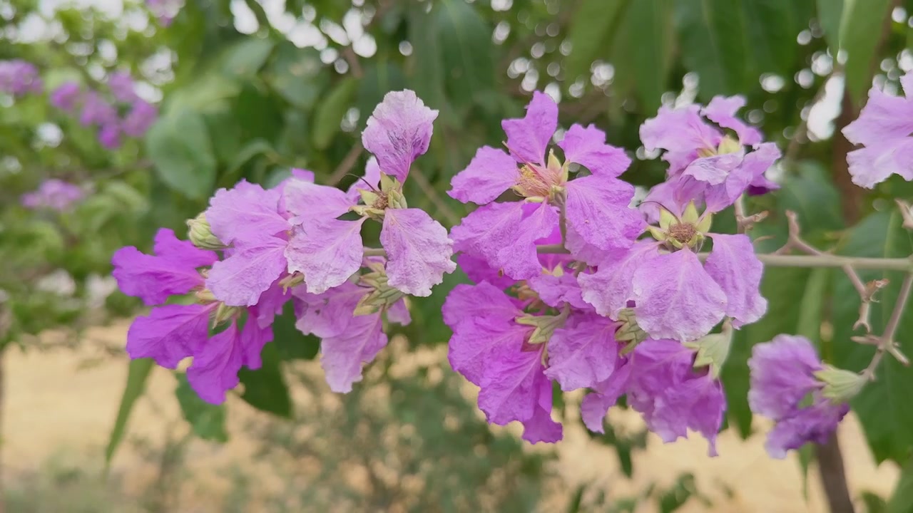 Primo piano di fiori di Lagerstroemia speciosa in fiore che ondeggiano delicatamente sui rami con petali increspati di un viola vibrante e un fogliame verde lussureggiante alla luce naturale del giorno!