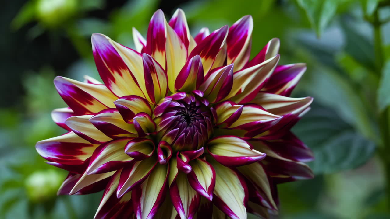 Close-up of beautiful dahlias in various stages of bloom