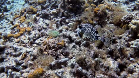 a box fish under water at a reef