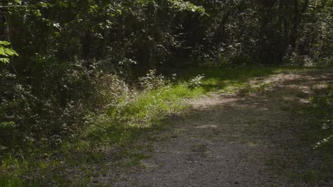 forest-hiking-trail-multiple-shots