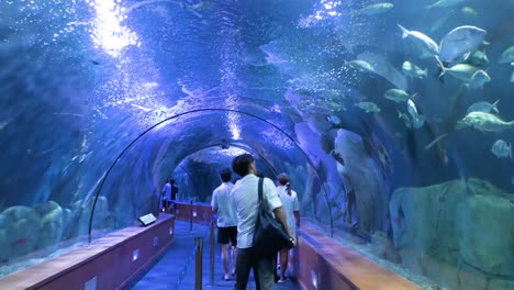 camera follows guests strolling through an underwater tunnel gallery with marine fish, sharks, and turtles at oceanogràfic in valencia's city of arts and sciences, home to europe’s largest aquarium.