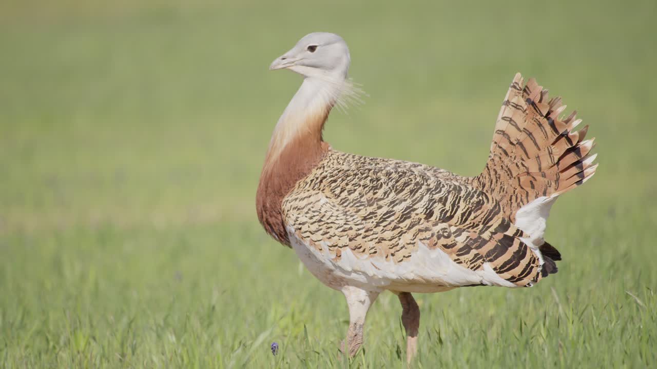 Ein männlicher Großtrappe bewegt sich während der Frühjahrs-Brutzeit über die Wiese in La Mancha, Spanien.