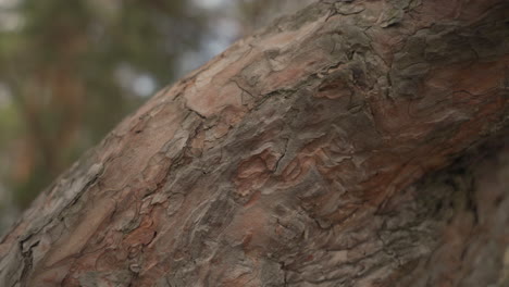 detail of the texture of the trunk of a pine tree