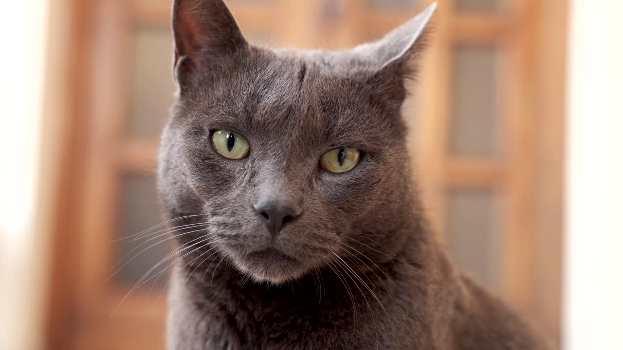 curioso gato negro mirando a su alrededor