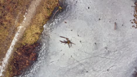 Disparo-De-Un-Dron-Desde-Un-Tronco-De-árbol-En-Un-Lago-Helado,-Desde-Una-Posición-Baja,-Volando-Y-Girando-Para-Revelar-El-Paisaje-Completo-Del-Lago-Congelado-En-Un-Bosque-En-La-Temporada-De-Invierno