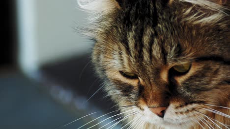 Eine-Schwarze-Und-Weiße-Erwachsene-Katze,-Die-Auf-Einer-Terrasse-Ruht