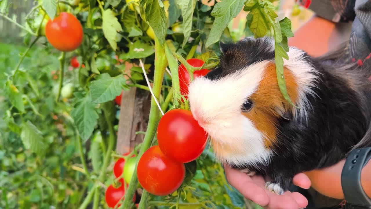 Slow-motion footage of a cute guinea pig eating a fresh tomato directly from the garden bush, highlighting its gentle nibbling and natural outdoor setting