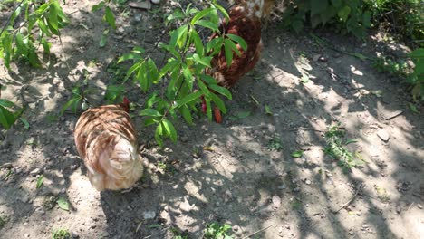 Muchas-Gallinas-Rojas-En-Un-Día-De-Verano-En-El-Pueblo.