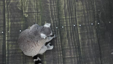 Ringtail-Lemur-Schaut-Sich-Im-Zoo-Von-Singapur-Um,