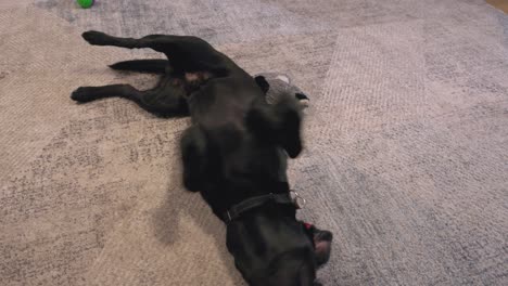 un primer plano de un labrador negro tendido sobre su espalda jugando con una pelota de goma