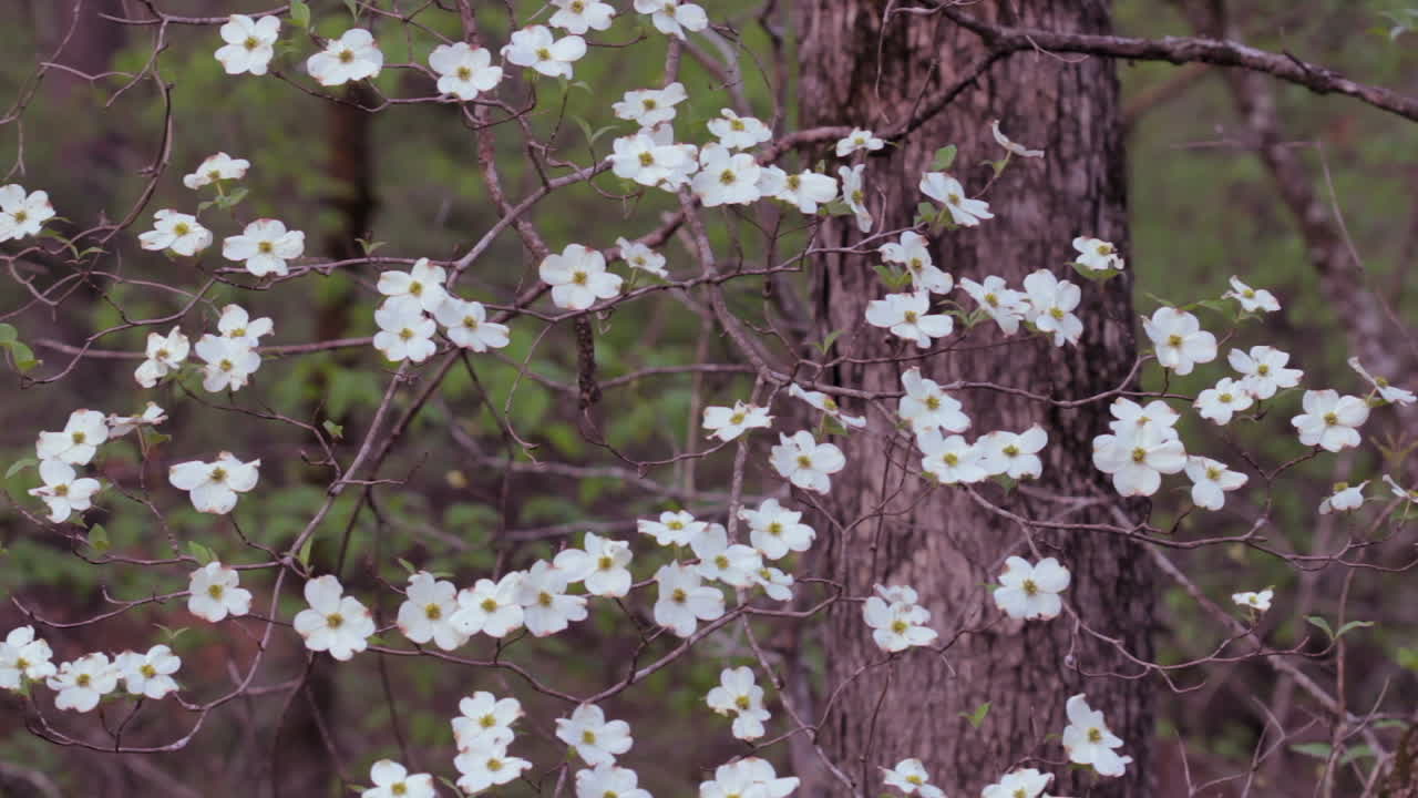 알칸사스의 봄철에 우아치타 국유림에 있는 층층나무 꽃의 초점을 아웃포커스에서 포커스 클로즈업 뷰로 랙 포커스
