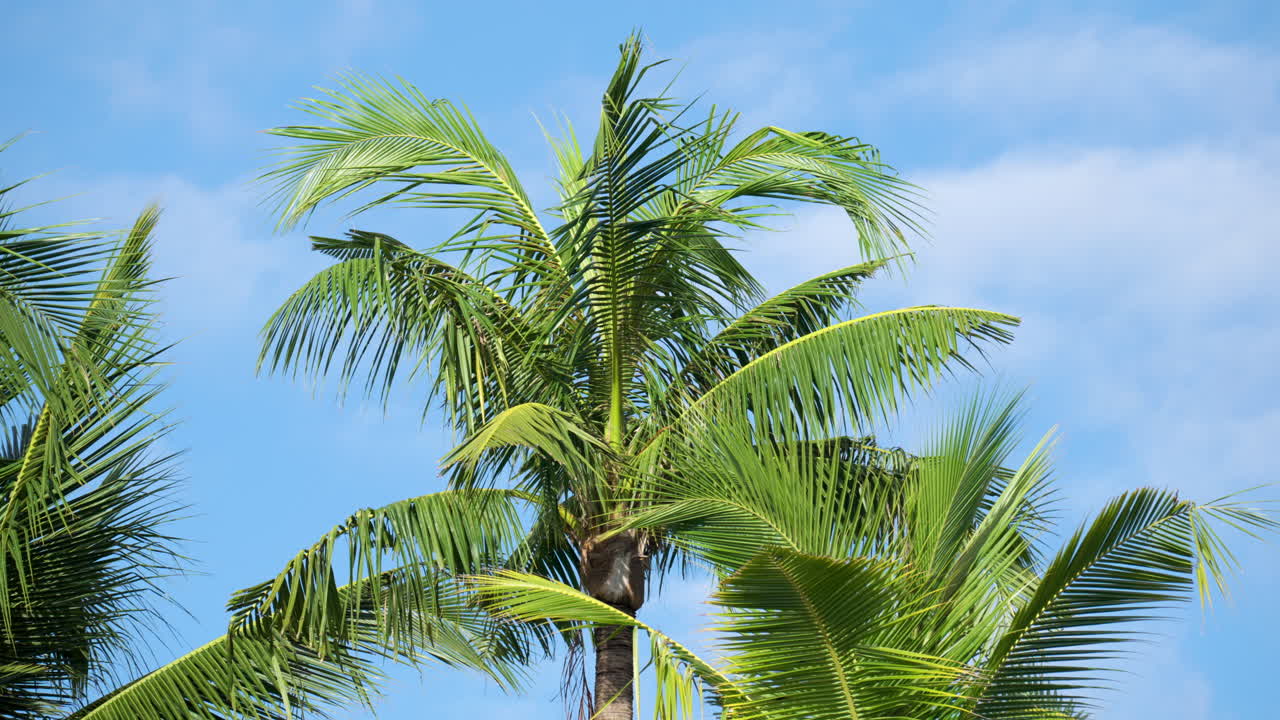 frondas de palmeras de coco verde y exuberante que soplan en la brisa costera contra el cielo