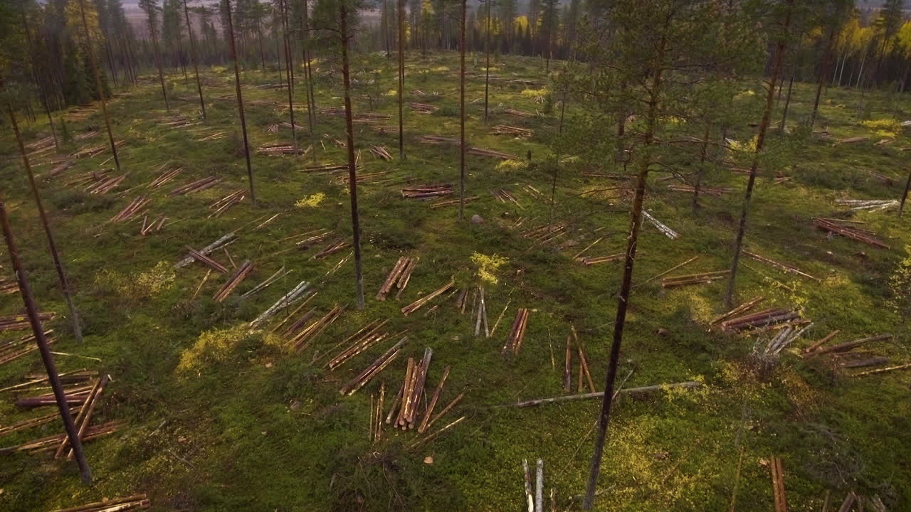 Scorpion doing forest work