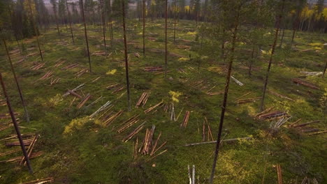 escorpión haciendo trabajo forestal