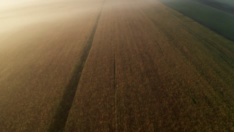 aerial view of foggy cornfield at sunrise