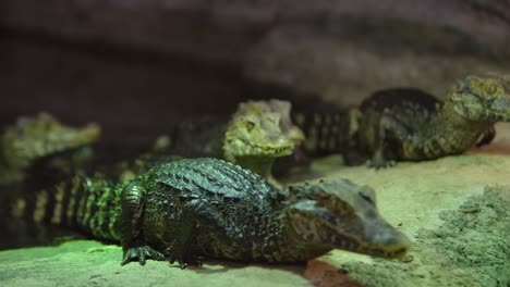cuviers caimán enano saliendo del agua pequeñas criaturas espeluznantes