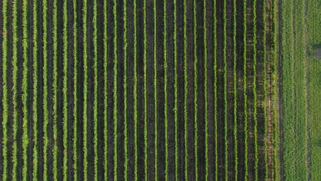 vista aérea panorámica de un viñedo de forma perfecta en la zona de chianti de frescobaldi