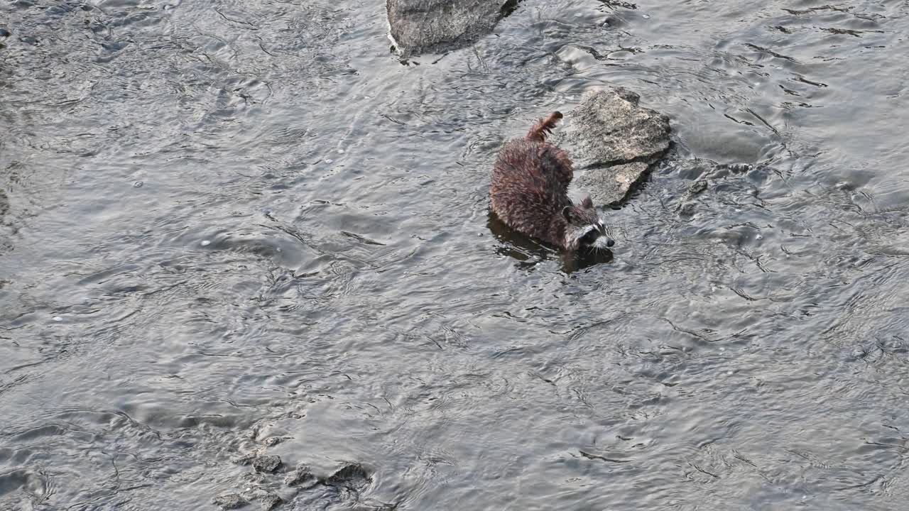 Raccoon fishing in shallow wetland amongst rocks