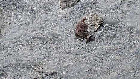 raccoon fishing in shallow wetland amongst rocks