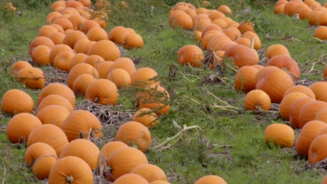 statische aufnahme von orangefarbenen kürbissen, die zur ernte bereit sind