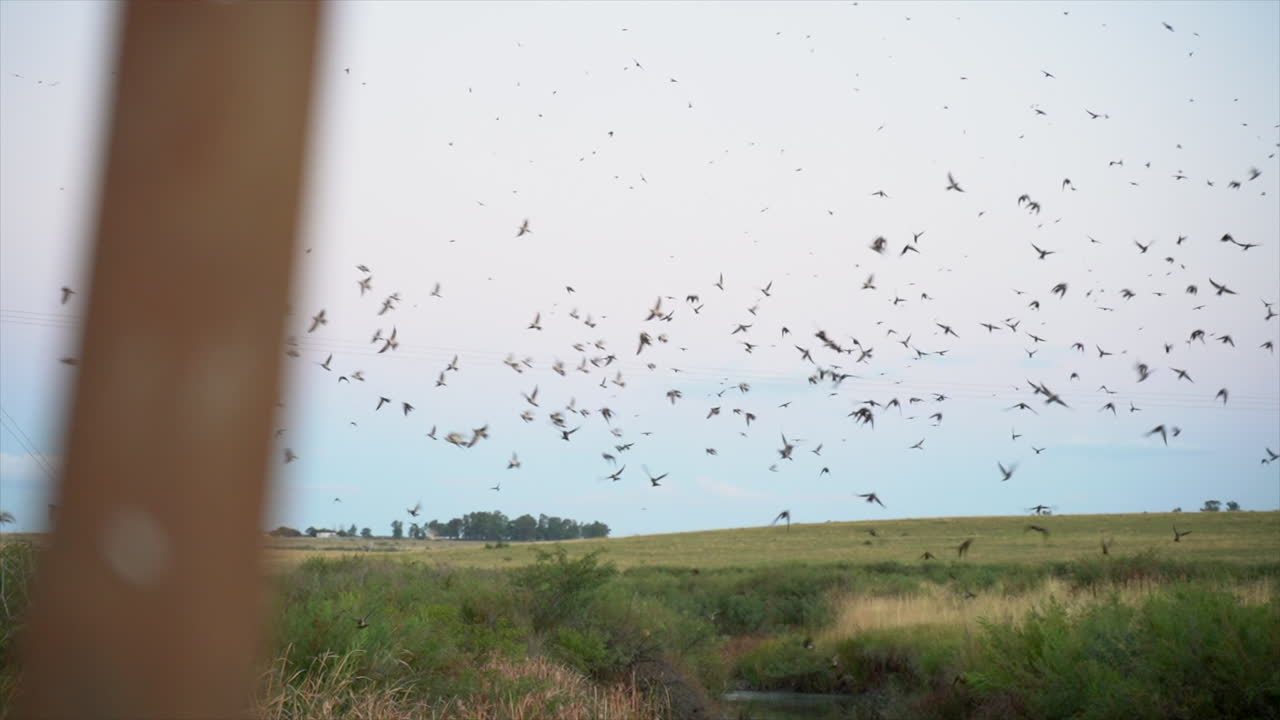South African cliff swallows at sunset coming home in slow motion