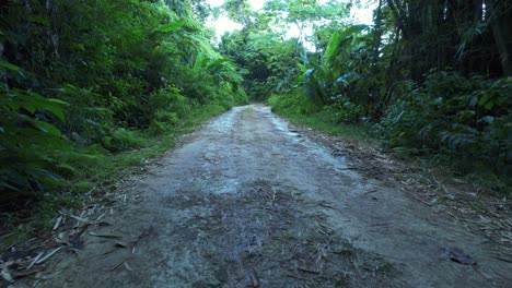 carretera rural que atraviesa un bosque exuberante