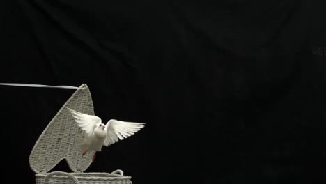 White-dove-of-peace-flying-out-of-basket-on-black-background