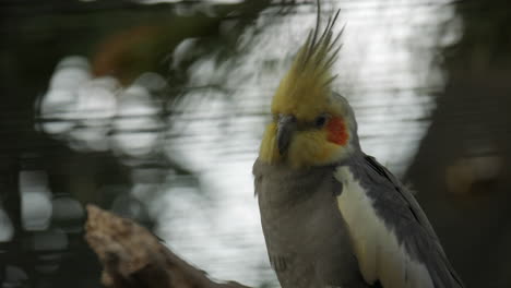 cacatúa herida sentada en una percha con una cresta amarilla y marcas rojas