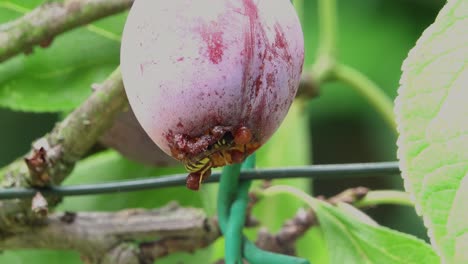 opal plum hanging on the tree being eaten by a wasp in a garden