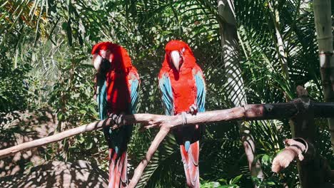 red macaws in a tropical setting